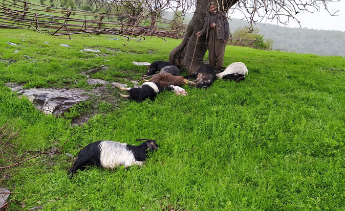 Yıldırımın düşmesi sonucu 10 keçi telef oldu