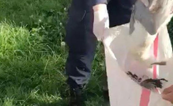 Martıları öldüren kişiye 16 bin lira ceza