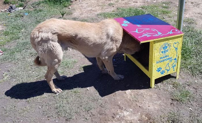 Trabzon'da sokak hayvanlarına mama istasyonu