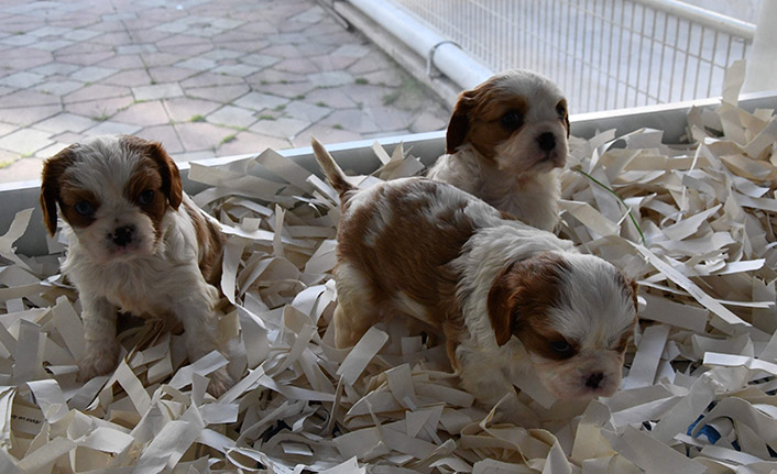 Sokağa çıkabilmek için bunu da yaptılar