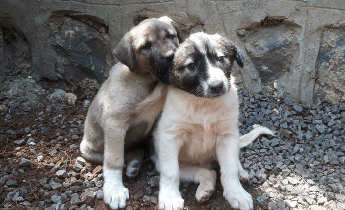 Anneleri telef edilen köpeklere kaymakam sahip çıktı