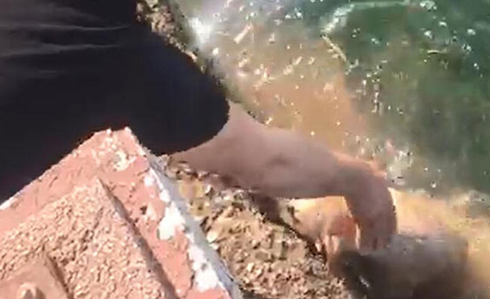 Denize düşen köpeği vatandaşlar kurtardı