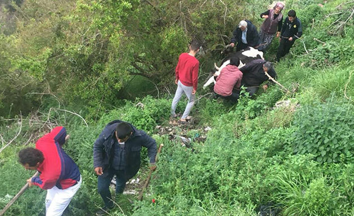 Dere yatağına düşen ineği vatandaşlar kurtardı