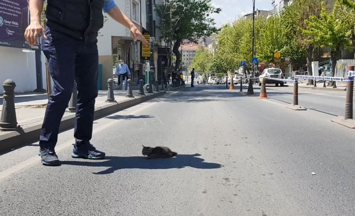 Mahsur kalan kediler için yıkım durduruldu