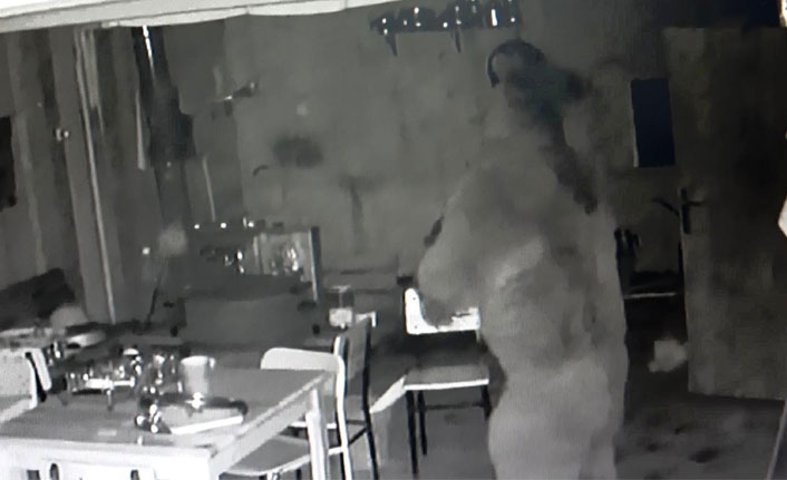 Trabzon'da aç kalan ayı alabalık tesisine dadandı