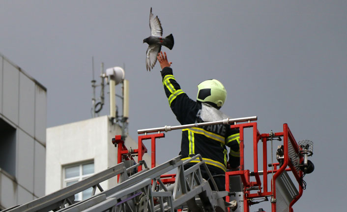 Kanadı takılan güvercin, itfaiye tarafından kurtarıldı