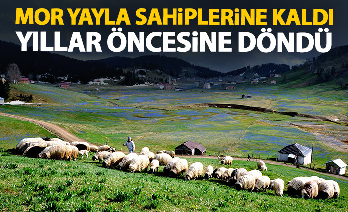 Mor yayla sahiplerine kaldı