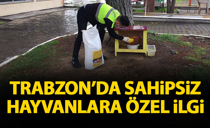 Büyükşehir'den sahipsiz canlılara özel ilgi