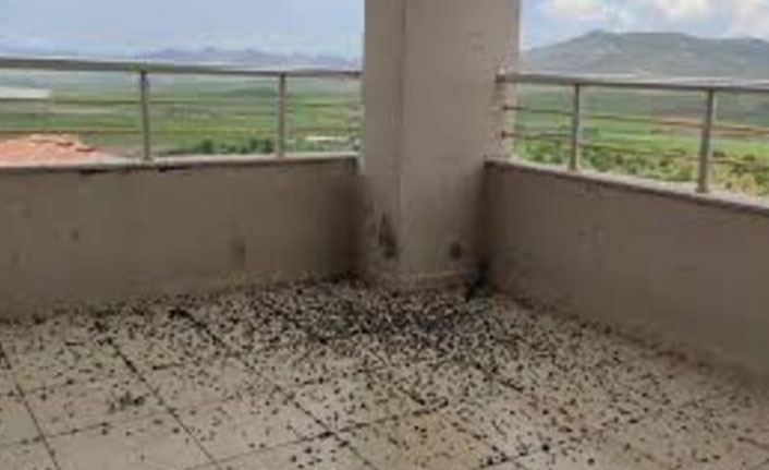 Balkonda görülen kara böceklere inceleme