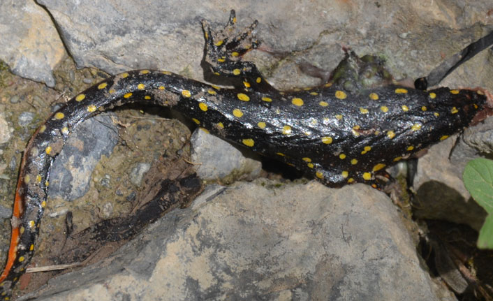 Nesli tükenme tehlikesindeki onlarca benekli semender ölü bulundu