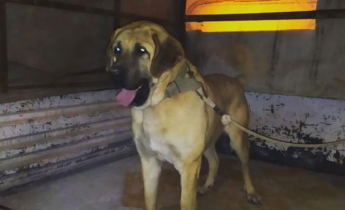 Yasa dışı köpek dövüşüne ceza yağdı