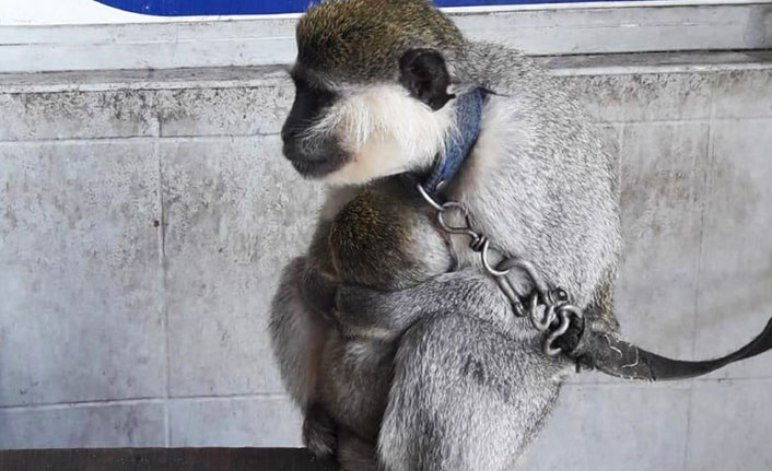 Evde maymun besledi, cezayı yedi