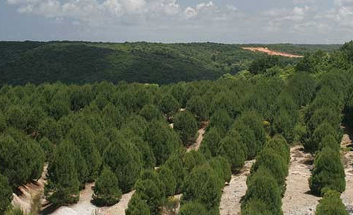 Trabzon'da karantinadaki vatandaşlar için hatıra ormanı