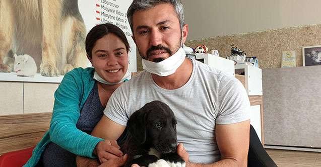 Binlerce arının arasına girip köpeklerini kurtardı