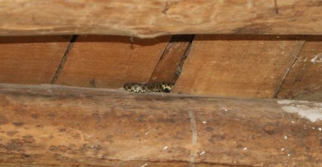 Yılan korkusu yüzünden evlerini terk ettiler