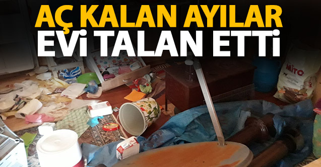 Trabzon'da ayılar yayla evine girerek talan etti