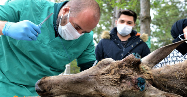 Yaralı geyiği belediye ekipleri kurtardı