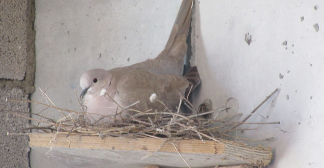 Kumru yuvası inşaatı durdurdu