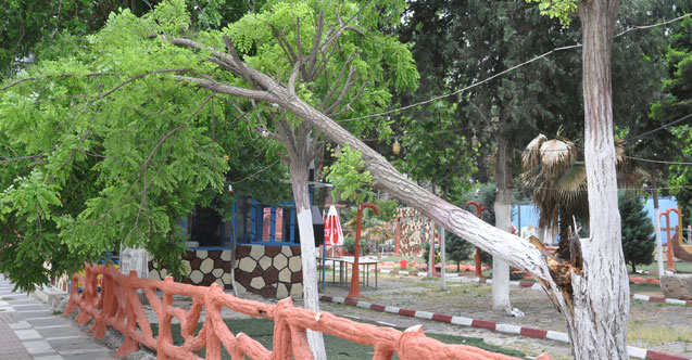 Şiddetli rüzgar ağaçları devirdi
