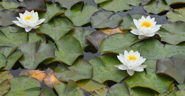 Nilüferleri koparmanın cezası 146 bin TL