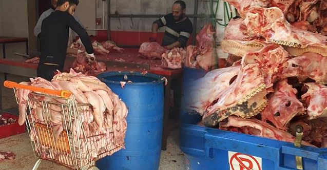 1,5 ton kaçak kelle paça ele geçirildi!