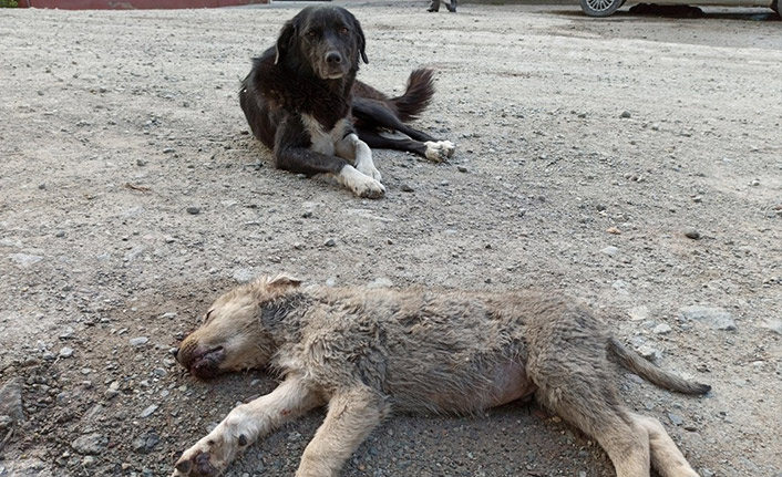Anne köpek ölen yavrusunun başından saatlerce ayrılmadı