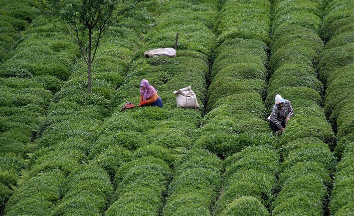 Trabzon'a çay için gelecekler 30 gün ayrılamayacak