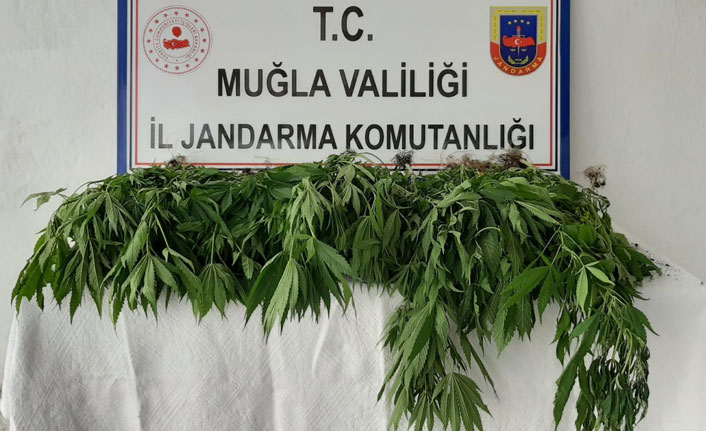 Köyceğiz’de kenevir bahçesine operasyon