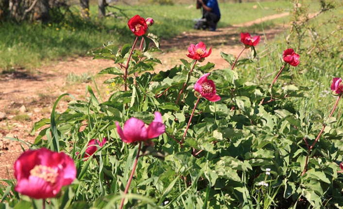 Bu çiçeğini koparmanın cezası 60 bin TL