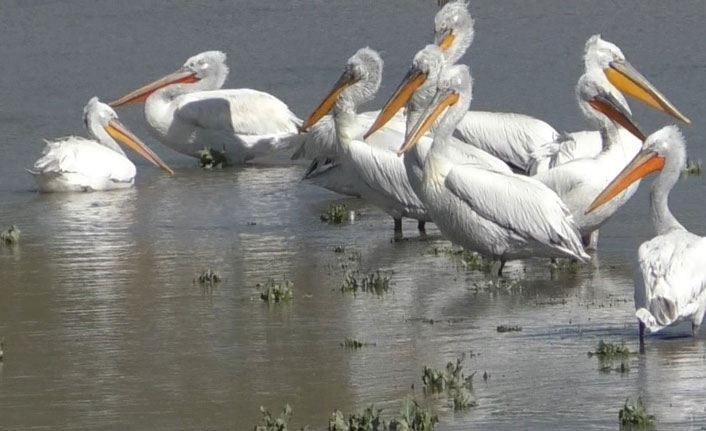 Pelikanların avlanması kameralara yansıdı