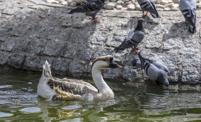 Ankara’da sıcaklık 30 derecenin üstünde
