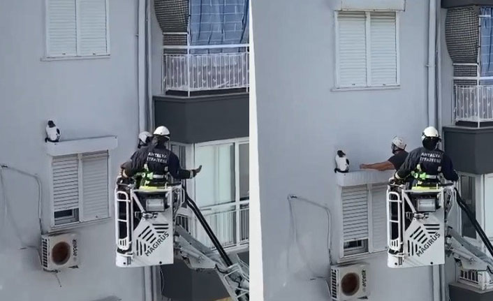 Yaramaz kedi bakın nereye düştü?