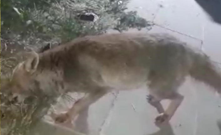 İftar sonrasına sürpriz konuk: Tilki