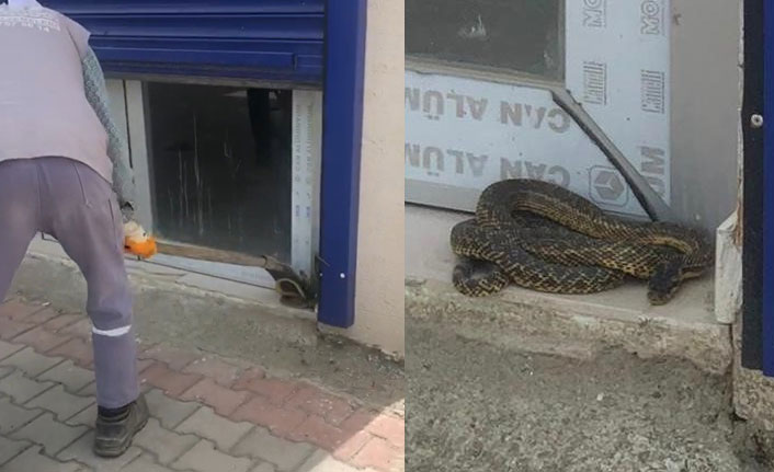 Sıcaklarla birlikte yılanlar ortaya çıkmaya başladı!