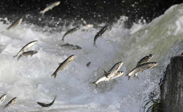İnci kefalinin engel tanımayan yolculuğu başladı