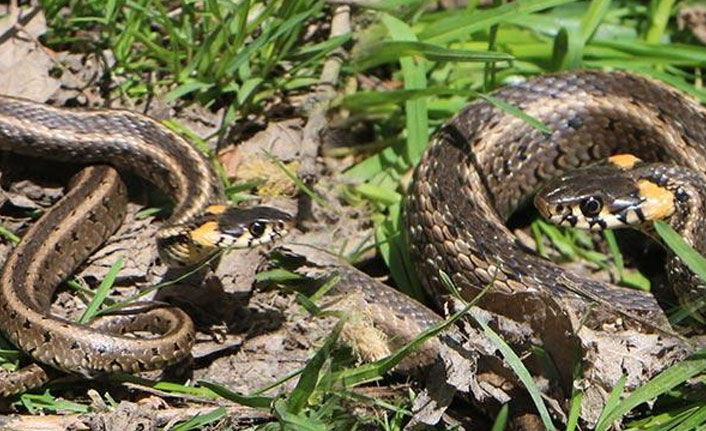 Ailenin boşalttığı evde, 60 yılan yakalandı!