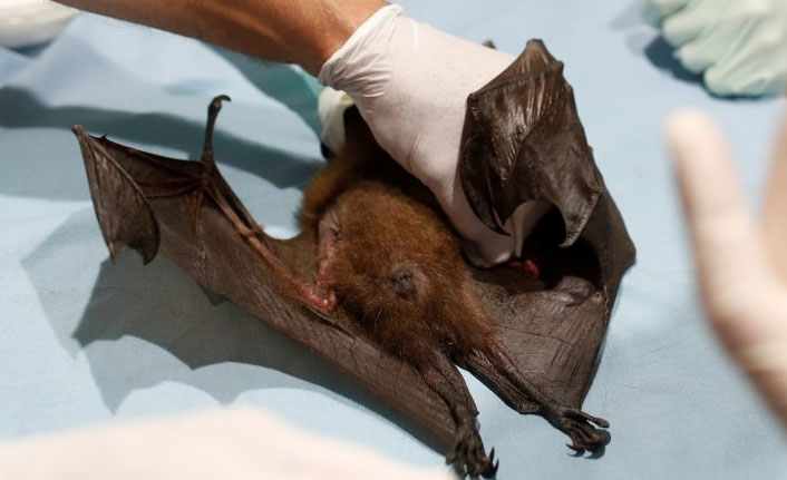 Yarasada 1500 farklı koronavirüs türü bulundu!