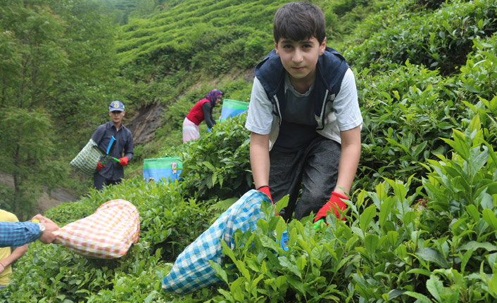 Çay işçileri gelemeyince iş başa düştü