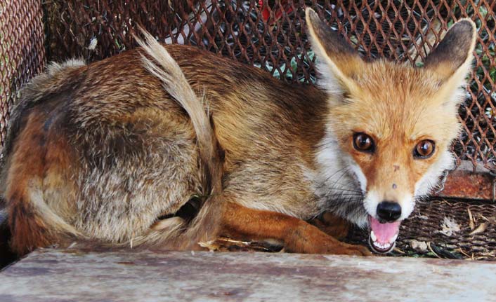 150 tavuğu telef eden tilkiyi Battal Gazi'den esinlenip yakaladı