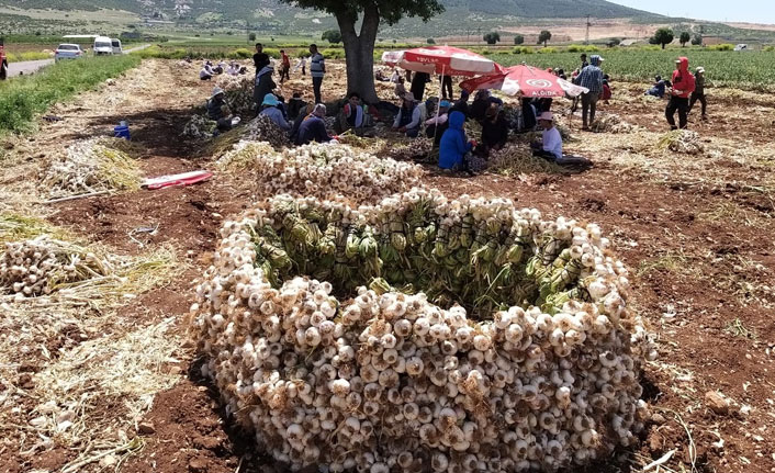 Kahramanmaraş’ta 'beyaz altın'ın hasadına başlandı