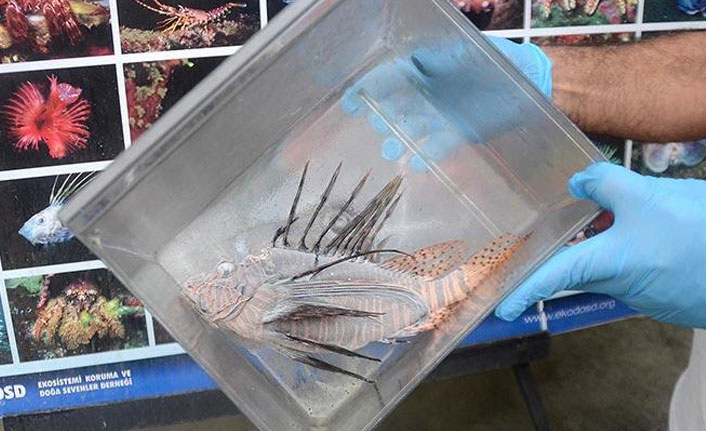 Kuşadası'nda zehirli Aslan balığı görüldü!