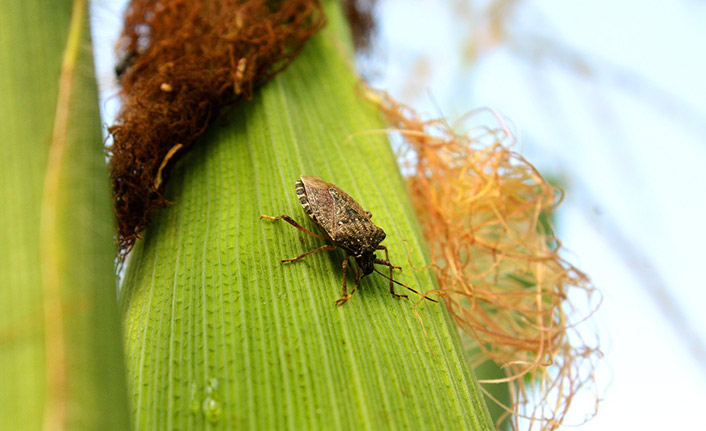 Kahverengi Kokarca mücadelesi sonuç verdi
