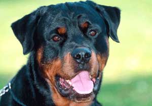 Adam köpeği ısırdı!