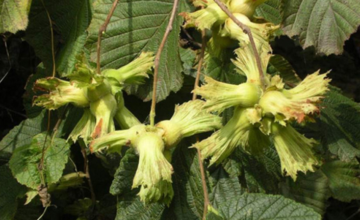 Fındıkta biyolojik mücadele sevinci! "3 yıl sonra da olsa..."