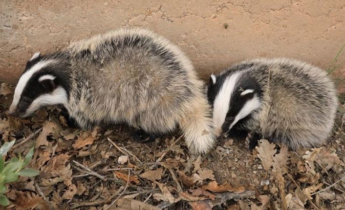 Kırmızı listeyle korunan porsuklar görüntülendi