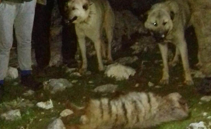Nesli tükenme tehlikesi altındaki hayvanı köpeklere parçalattılar!