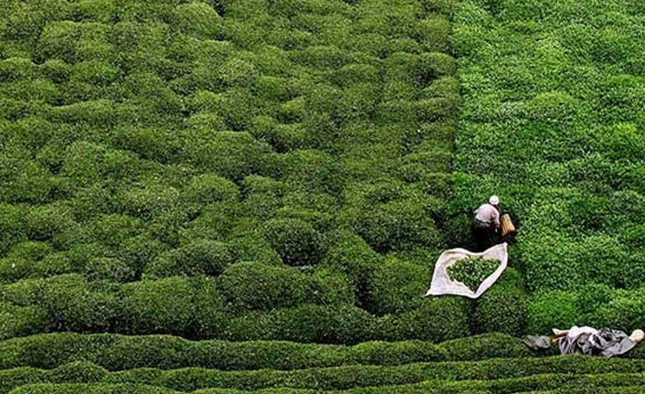 Trabzon'da çay üreticileri bayramda iş başında