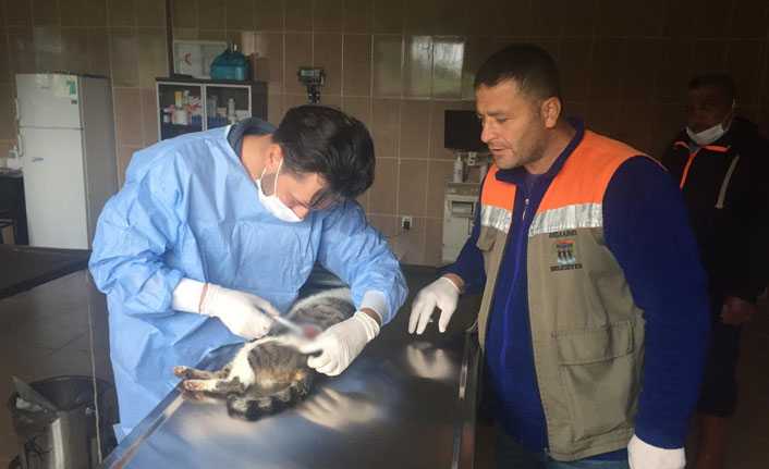 Yaralı kedinin yardımına Akçaabat Belediyesi koştu