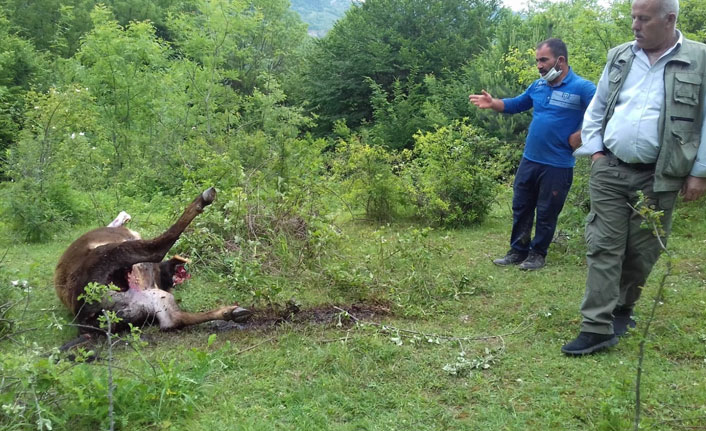 Köye inen aç kurtlar ineği telef etti