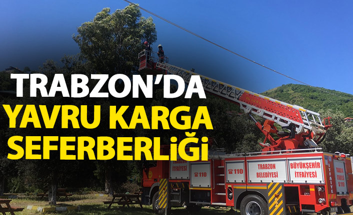 Yuvasından düşen karga yavrusu için seferber oldular